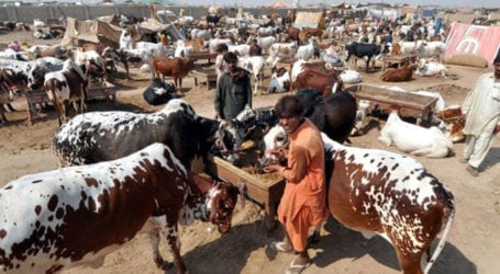 Punjab launches app for online purchase of sacrificial animals