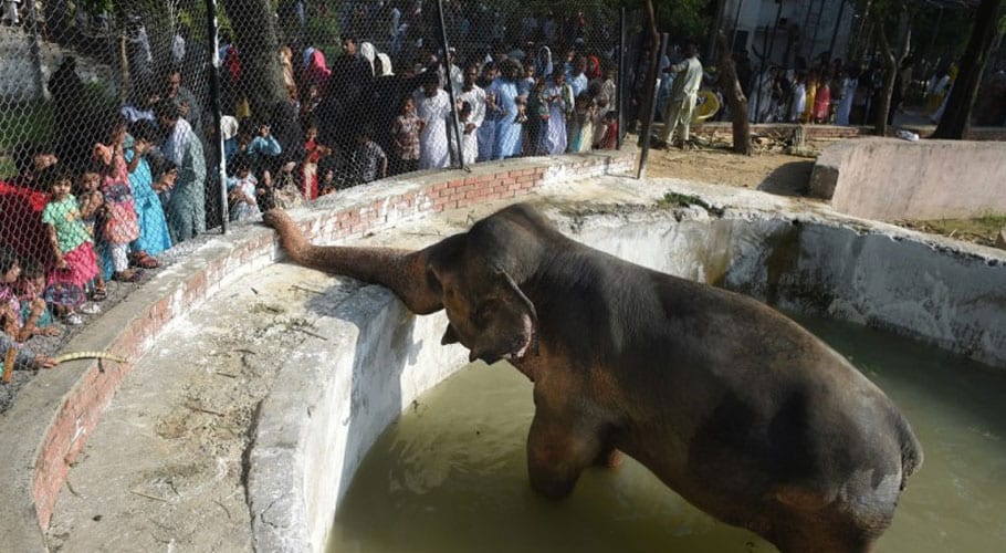 Pakistan to relocate lonely elephant Kaavan to Cambodia sanctuary