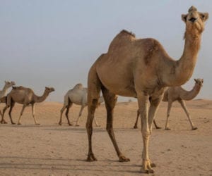 World’s biggest camel hospital inaugurated in Saudi Arabia