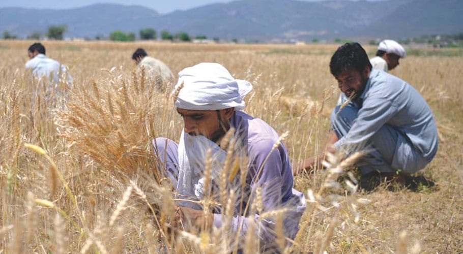 Calling farming. Сельское хозяйство Пакистана. Сбор пшеницы. Сельское хозяйство Египта. Индия пшеница.