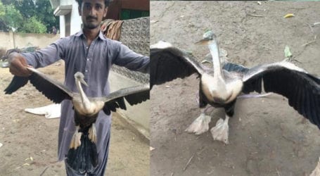 Sindh Wildlife Dept rescues rare bird in Thatta