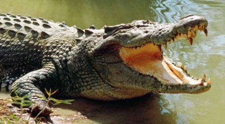 Eight-year-old girl eaten alive by crocodile in Sukkur