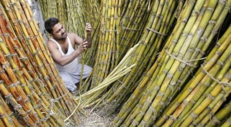 Punjab govt issues ordinance to protect sugarcane growers