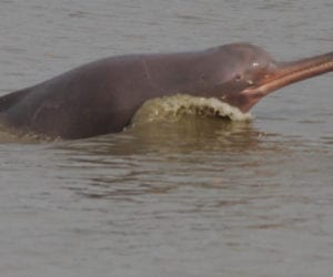 Villagers kill rare blind dolphin stranded near Nawabshah