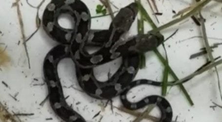 Two-headed snake found in woman’s house