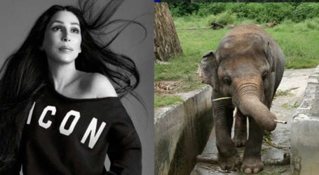Singer Cher will visit Pakistan to see elephant ‘Kaavan’