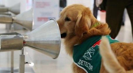 Chilean police deploy dogs in airports to detect coronavirus
