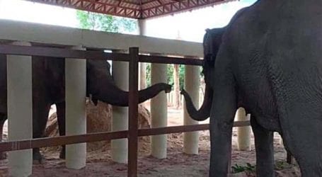 Kaavan makes a new friend after being rescued from Islamabad