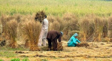 No farmers, no food – The need for an agriculture policy