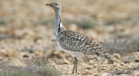 Govt issues special houbara hunting permits to UAE royal family