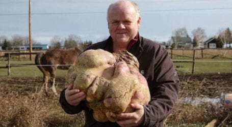 29-kg giant turnip earns Guinness world record