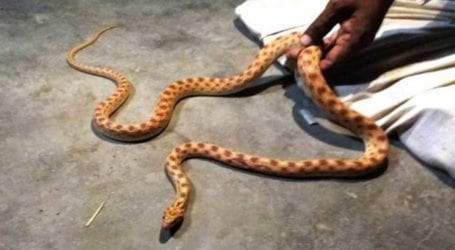 Poisonous snake found in Haleem Adil’s cell