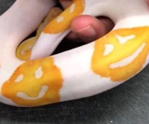 Snake with three ’emoji’ smiley faces sells for $6,000