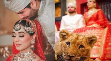 Bizarre prop: Lahore couple uses sedated lion cub at their wedding