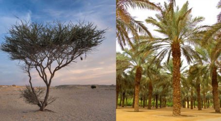 Saudi Arabia unveils campaign to plant 10 billion trees