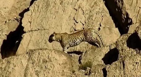 In a first, pair of Persian leopards spotted in Pakistan
