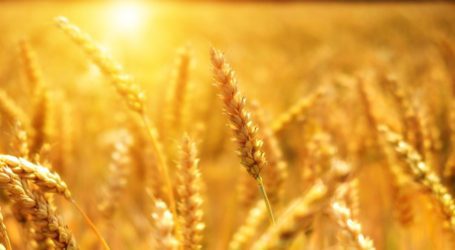 Summary on supply of wheat from Russia submitted to ECC