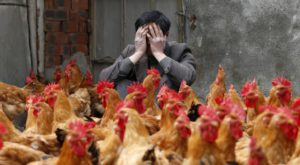 Bird flu poses greater risk to human as China records world’s first death