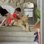 A male lion is confiscated by authorities from a private residence in Phnom Penh where it was being raised as a pet.  Source: AFP/Getty Images