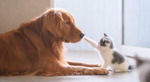 Research has surfaced that coronavirus can contract among cats and dogs as six cats and seven dogs were tested positive for viral antibodies, while 54 animals tested positive for PCR results.