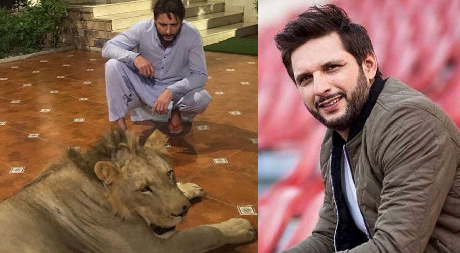 Afridi had a lion at his house in Karachi in 2018 as well, however, on a complaint by citizens, the Wildlife Department had launched an inquiry into it.