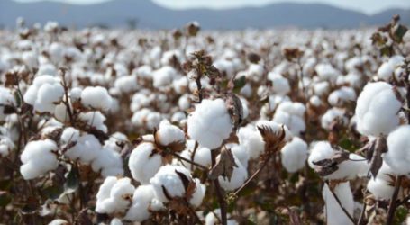 Pakistan achieves 83.4% target of cotton cultivatation