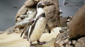 Mochica the Humboldt penguin has died at 31.Shervin Hess / Oregon Zoo