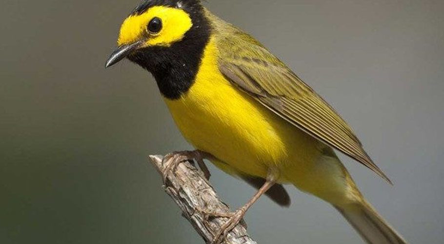 Bachman's warbler is considered one of America's rarest songbirds. Source: Earth.com