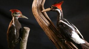 The ivory-billed woodpecker has been officially declared extinct. Source: ECO Watch