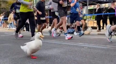 Video of duck competing in New York Marathon goes viral