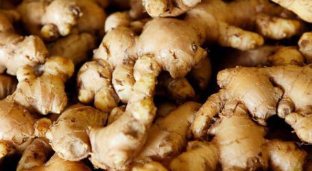 Pakistan conducts first-ever ginger harvest