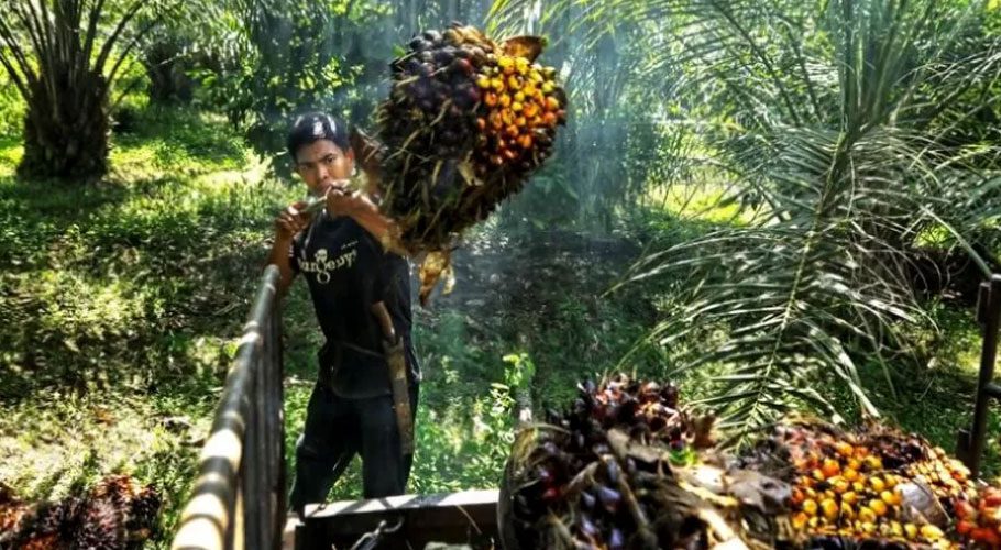 Vegetable oil market simmers over Indonesia's ban on palm oil exports