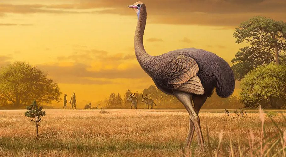 Scientists say that birds that could not fly 6 and a half feet tall were found in Australia 50,000 years ago. (Photo: New Scientist)