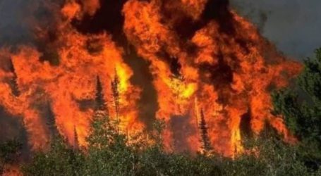 Balochistan forest fire brought under control after 14 days