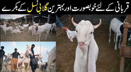 Pink breed goats attracting buyers in Karachi cattle market
