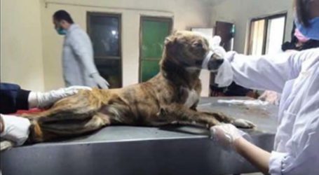 Veterinary universities using stray dogs for teaching students