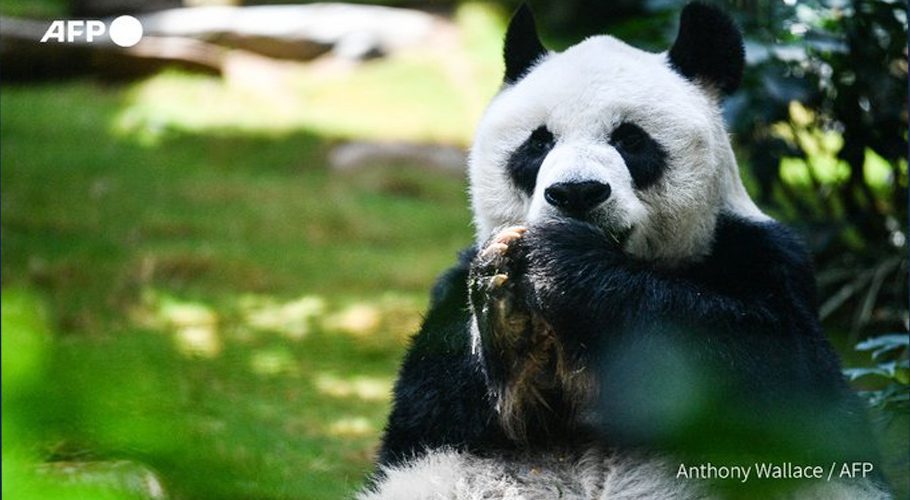Longest-living male giant panda in captivity An An dies at 35