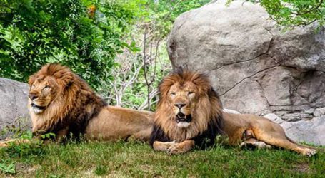 UK zoo allows visitors to sleep with lions