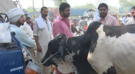 Lumpy skin disease and Eid-ul-Azha: How to buy sacrificial animals this year?