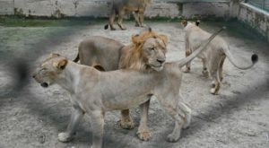 Lahore Zoo cancels auction of lions over WWF’s objection  