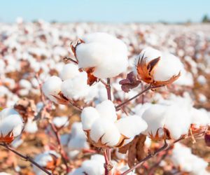 Pakistan records 28 percent surge in cotton arrival