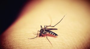 First case of Malaria in US for the first time in 40 years