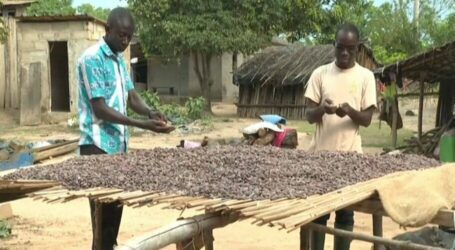 Cocoa farmers fear climate change lowering crop production