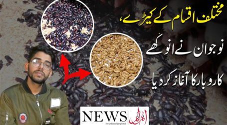 Mealworm business: How Karachi’s youth is earning millions from a unique idea