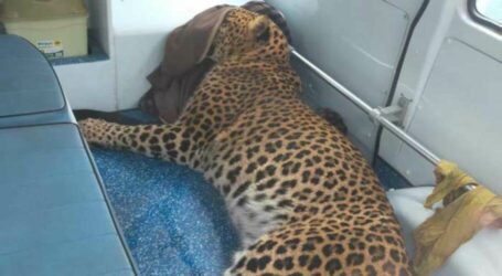 Mansehra: Leopard dies after falling off mountain