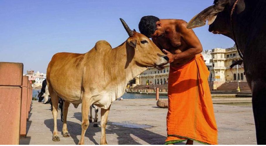 Delhi HC refuses to entertain plea challenging withdrawal of ‘Cow Hug Day’