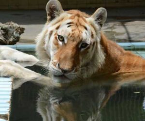 Karachi Zoo’s Golden Tabby Tiger dies due to cardiac arrest  
