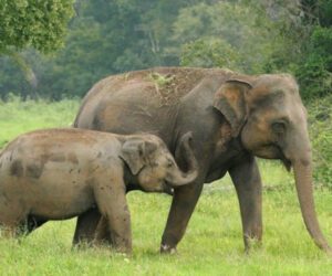 Sri Lanka refutes media reports on gifting elephants to Pakistan