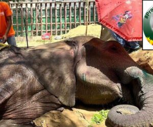 KMC denies sale of dead elephant’s meat