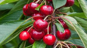 China approves sixty more Pakistani cherry orchards for export